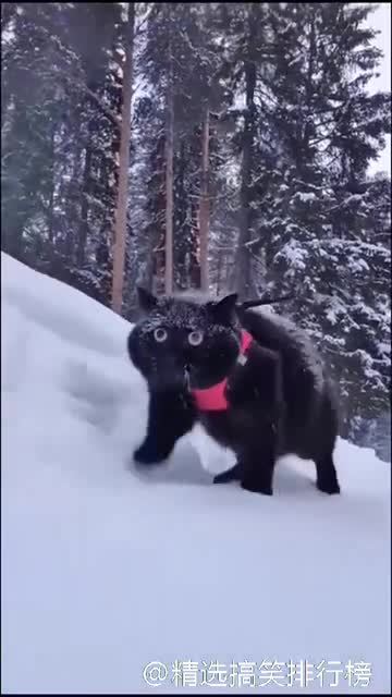 一只在椰蓉里大步行进的黑巧克力球..... 怎么可以这么圆......   #世界真奇妙#