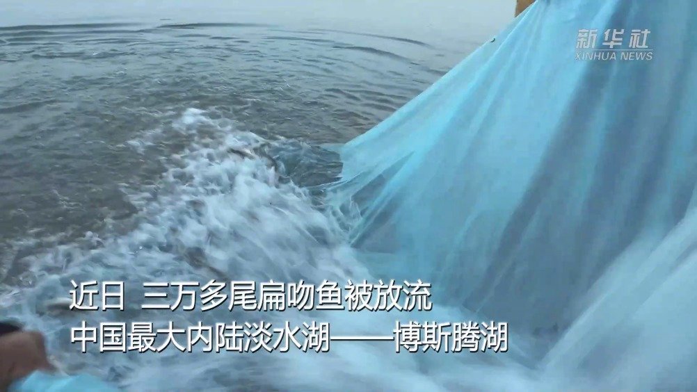 三万多尾扁吻鱼放流博斯腾湖【新疆:三万多尾大规格扁吻鱼放流博斯腾湖】扁吻鱼是新疆塔里木河流