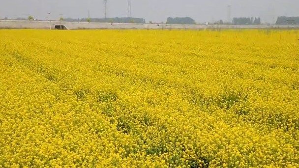 【美!滹沱河生态走廊花香醉游人】近日,石家庄滹沱河生态走廊一侧的油菜花海在网上走红。放眼望