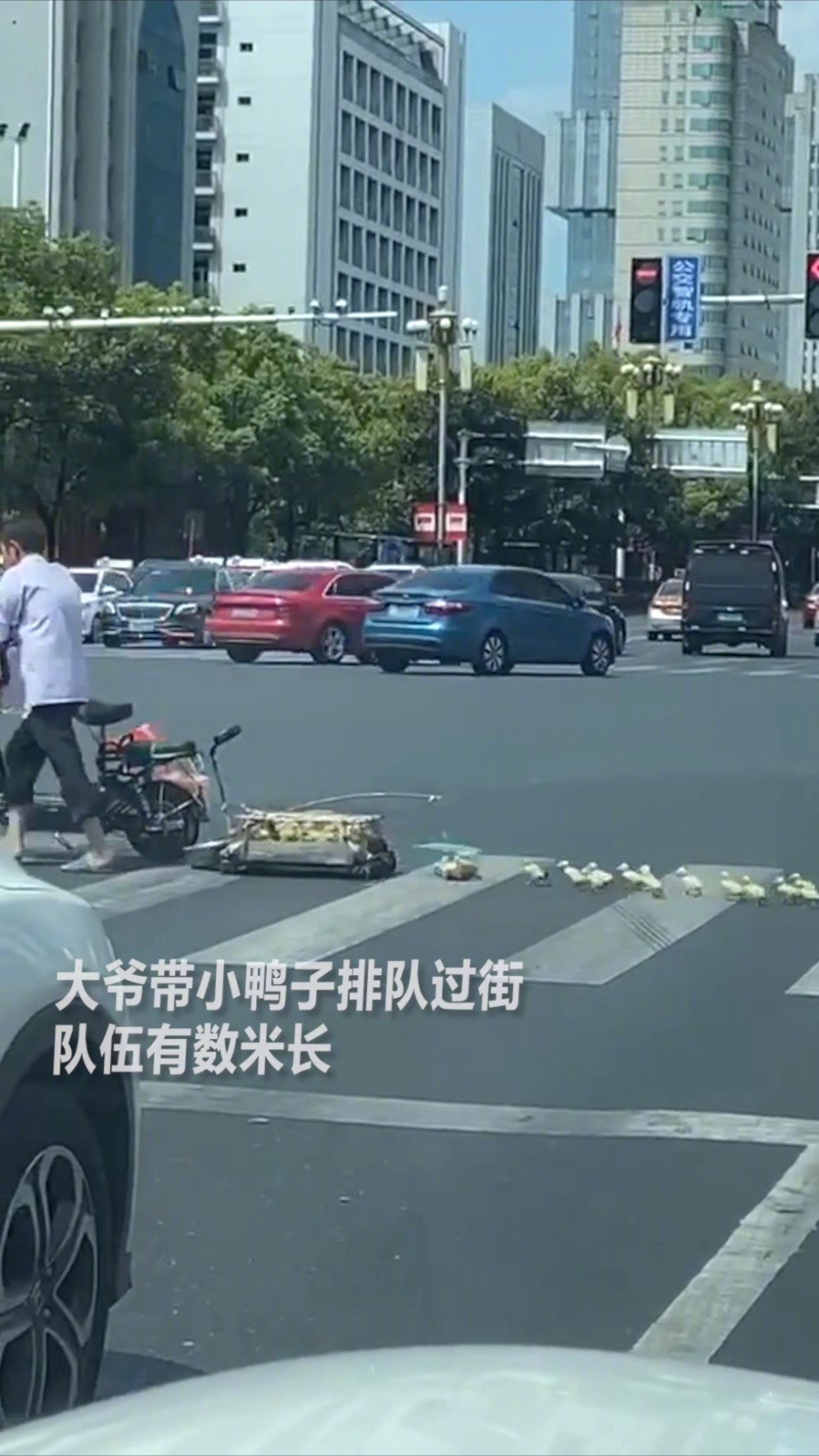 【“冲鸭”!大爷带一排小黄鸭过马路】近日,湖南郴州一网友拍到一位大爷带着一群小鸭子排队过马