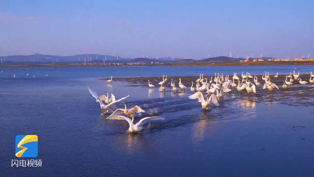 #打卡好客山东#  威海荣成天鹅湖旭日东升 成群天鹅迎着朝霞追逐飞舞! via:齐鲁网 