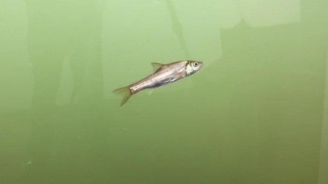  【人在湖下走鱼在眼前游!打卡COP15户外考察点宝丰湿地】多样春城 向往昆明 昆明宝丰湿