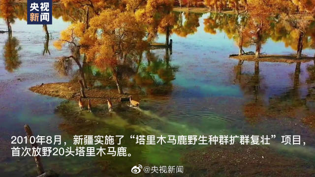 【转发美景!这可能是最美的小鹿过河】近日,在新疆沙雅的碧水蓝天间,几只野生马鹿穿过金色的胡
