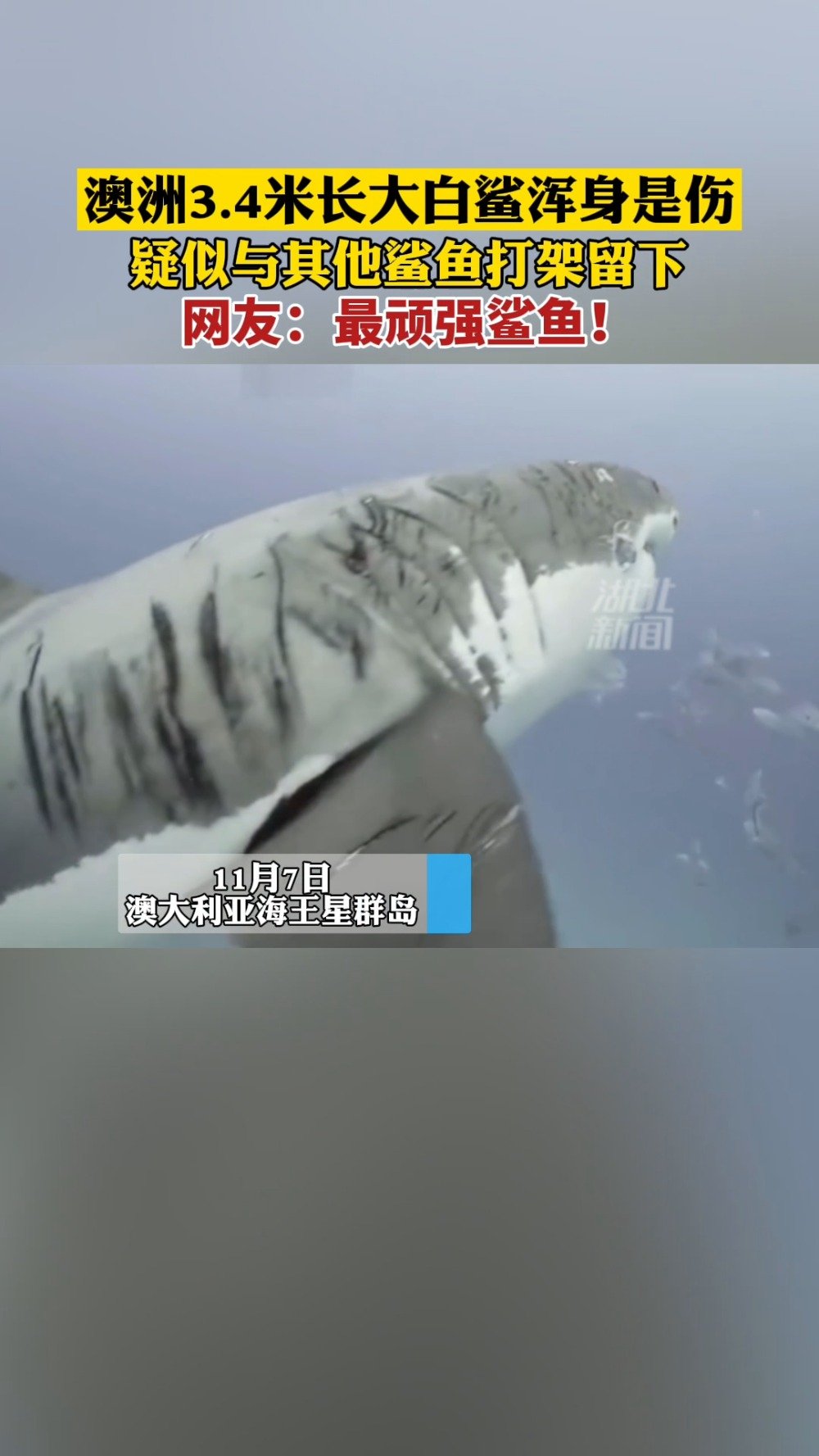 【澳大利亚一大白鲨浑身布满伤痕 被称为最顽强鲨鱼】据《镜报》11月7日报道,摄影师在澳大利
