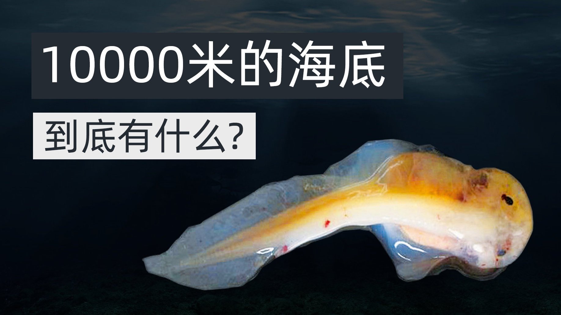 中美科学家发现5.5亿年前海底生物【海底0到10000米到底有什么?海底每层都有哪些生物?
