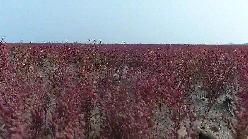 #打卡好客山东# 【东营莱州湾畔红地毯连绵铺展】“红地毯”位于东营垦利区小岛河处,成片的翅