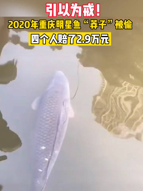 【重庆明星鱼莽子被捞后续!捞走明星鱼莽子4人赔了29000元】网红鲤鱼“莽子”在重庆大渡口
