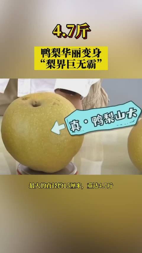 真的“鸭梨山大”!