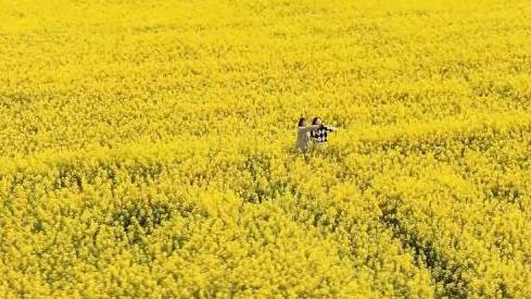 【常州溧阳油菜花湿地中竞放如金色花海】3月29日,常州溧阳,连片的油菜花在塘马湿地竞相开放