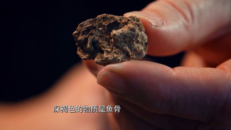 化石之中纪录着时代发展[并不简单]在纪录片《另一个庞贝:赫库兰尼姆的生与死》中,通过分解人