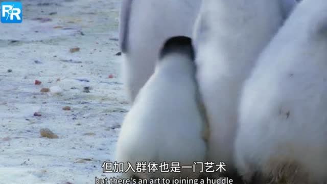 【企鹅严父:鹅生的路,你自己走】企鹅宝宝在长大之前,会经常待在爸爸的育儿袋里,结果BBC纪