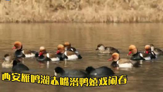 【太呆萌了!西安雁鸣湖赤嘴潜鸭嬉戏闹春】在西安雁鸣湖湿地公园,栖息着一群漂亮的赤嘴潜鸭。这