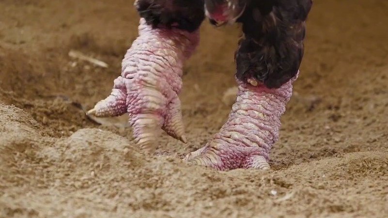 【为什么越南“东涛鸡”如此昂贵?】你有听说过“越南东涛鸡”吗?这种鸡乍看起来和普通的鸡差不