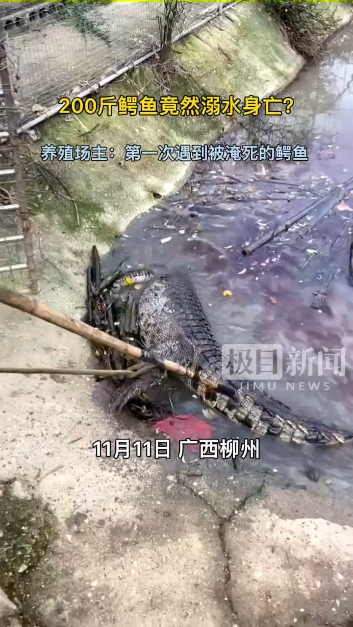 #200斤鳄鱼被吓后待水里溺死#日常看起来凶猛的鳄鱼,竟然溺水致死?11月16日,“200
