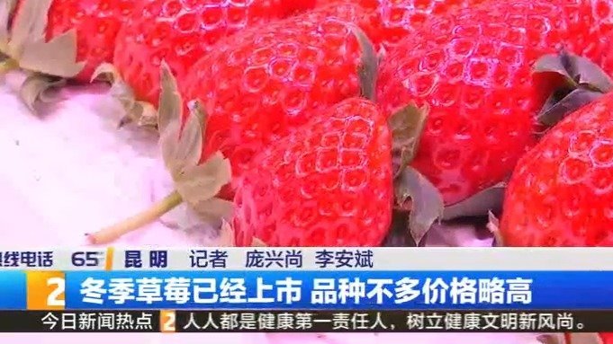 #昆明身边事#【昆明冬季草莓上市! 今冬第一颗草莓安排了没】最近,草莓开始少量上市, 今冬