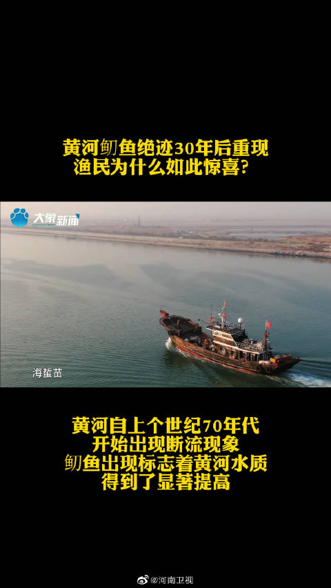 鱽鱼是黄河历史上著名的洄游鱼类,90年代后几乎绝迹。绝迹30年,如今再次出现,渔民为何如此