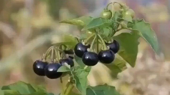 小时候常见却又叫不上名的植物,现在终于知道叫什么了!!!