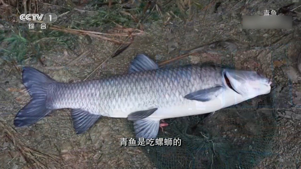 #开讲啦# 【自有记载以来,长江里到底生活过多少种水生生物?】中国水产科学研究院首席科学家