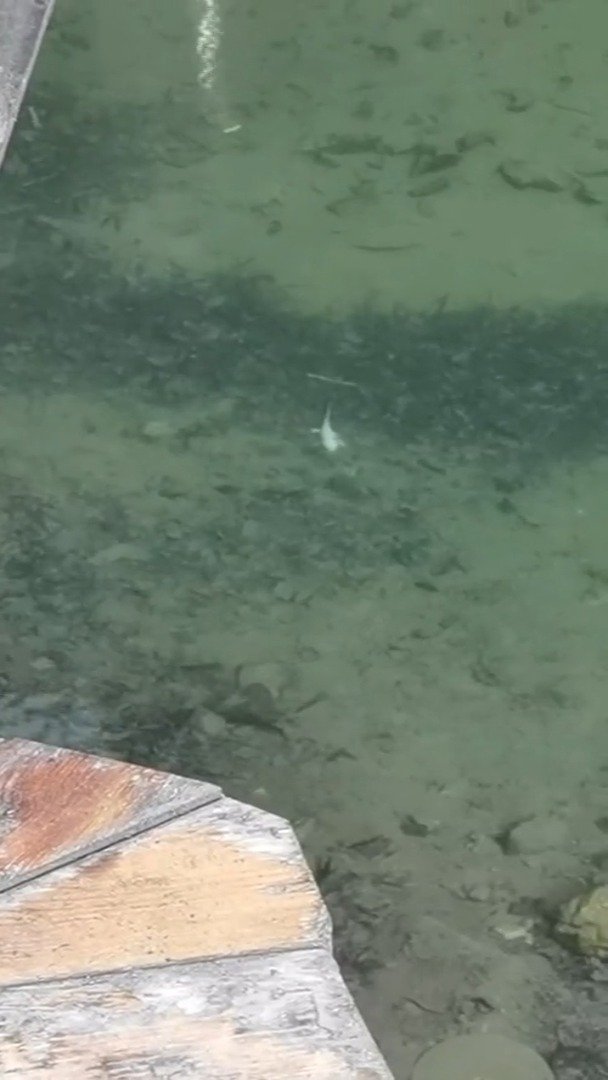 【神农架发现罕见野生白色娃娃鱼,专家:可能由于基因突变】3月4日上午,神农架红花朵林场中蜂