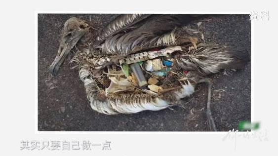 #垃圾分类##环保# 【这个画面,看得心痛[流泪]海鸟死亡肚子里全是塑料】在#你好生活#中
