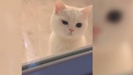 【行走的表情包 天生一副拽样的猫走红网络 主人:少颗牙】青蕉拍客 杭州余女士家的猫因表情丰