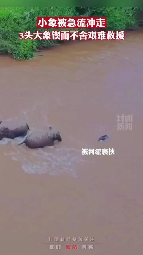 【1小象被急流冲走3大象紧急救援】近期云南野象群北迁成为热议事件,一段1头小象遇险3头大象