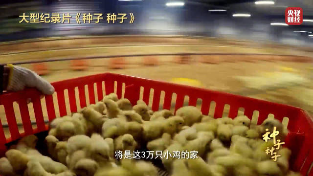 【#中国一年吃掉近50亿只白羽肉鸡#!中国自主育种白羽肉鸡打破国外垄断】大家平常吃的鸡肉主
