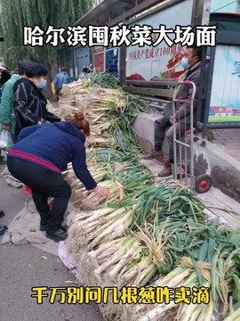 【哈尔滨囤菜大场面,千万别问几棵大葱咋卖】最近几天,哈尔滨迎来囤菜热潮,大街小巷随处可见贩