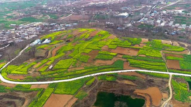 #许昌身边事#【仲春时节,草长莺飞!#禹州方山千亩油菜成片盛开#】河南禹州,方山镇逯坡村千