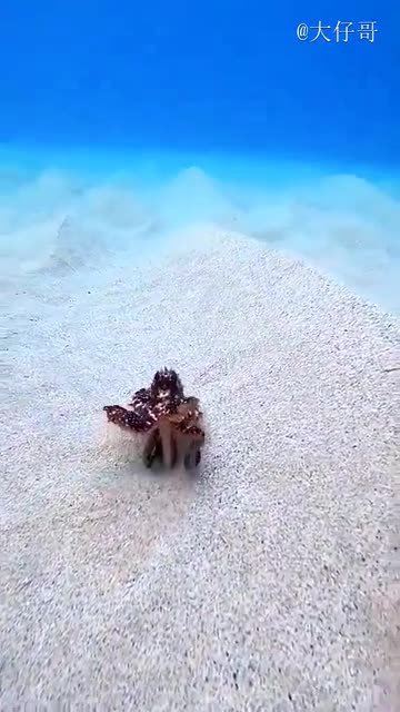 原来小章鱼在海底是这样走路的,谁还不是个蹦蹦跳跳的小可爱了!      #每天都有新发现#