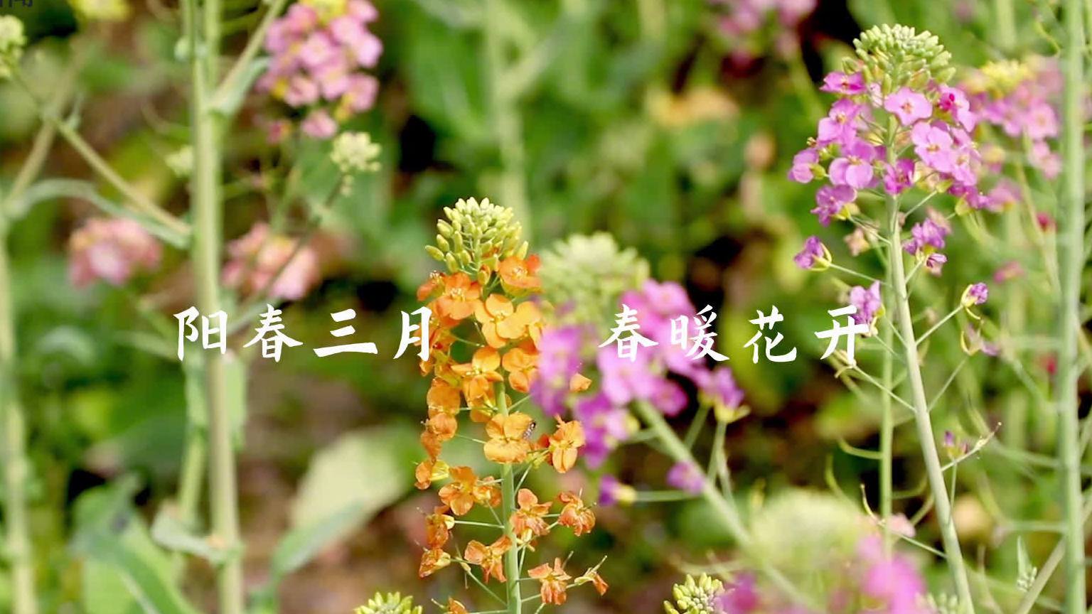 【#油菜花又多了11种颜色#!#江西农大教师种出了56色油菜花#】近日,江西农业大学农学院