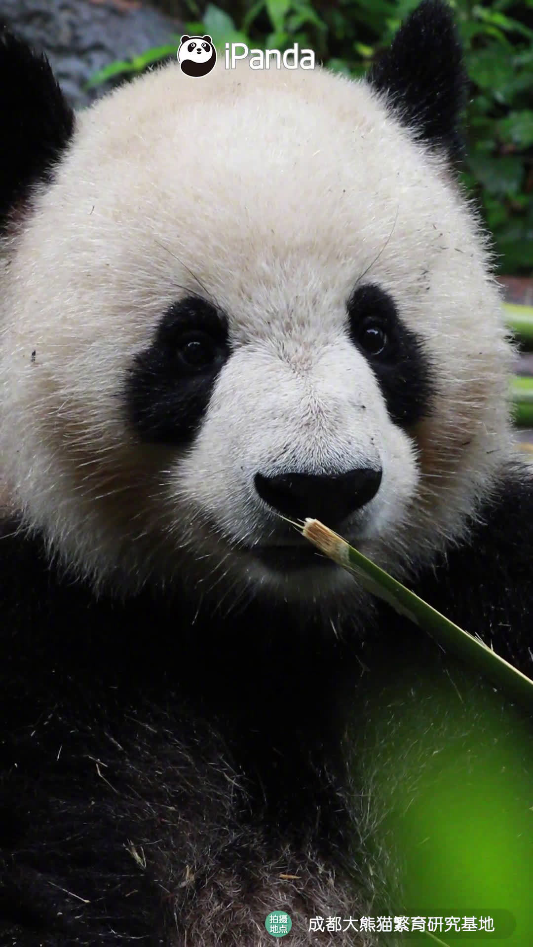 想知道大熊猫是怎么样吃竹子的吗?高清教程来了????认真看你也能学会哦～(iPanda熊猫频道)