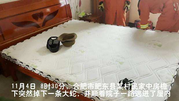 11月4日 8时30分,#合肥#市肥东县某村民家中房檐下突然掉下一条大蛇,并顺着院子一路逃