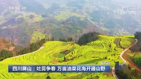 【春色如画!四川屏山万亩油菜花开】受独特的河谷气候影响,四川宜宾屏山县的春天来的比省内绝大