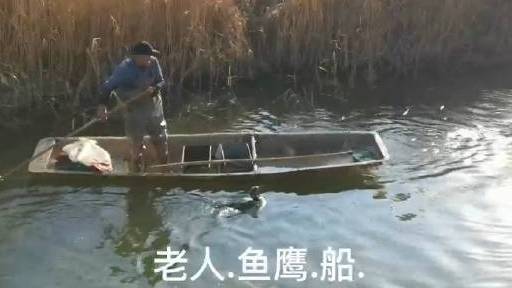 #打卡好客山东# 【老人·鱼鹰·船】鱼鹰学名也叫鸬鹚,是一种善于潜水的鸟。鱼鹰捕鱼是中国传