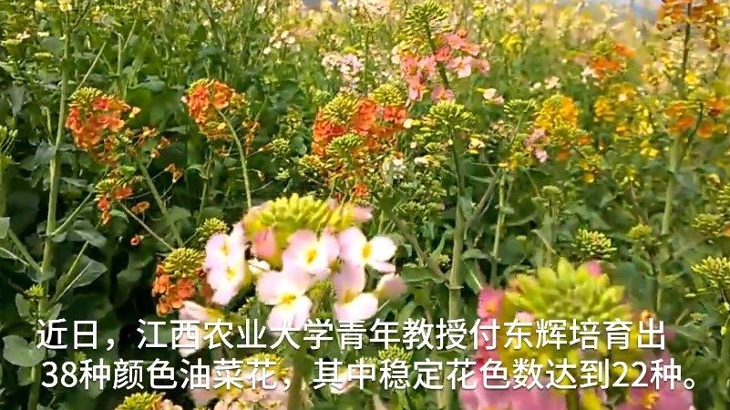 【清一色油菜花海看腻了?江西农大教授种出38色油菜花】目前观光型油菜花产业遇到花色单一这个