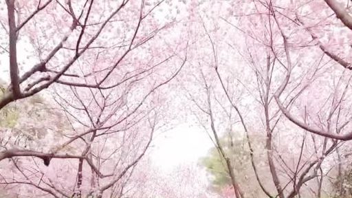 【花开了!武汉东湖樱园樱花迎来盛开期】阳春三月,武汉东湖樱园的樱花开了,嫩粉色的樱花迎风摇