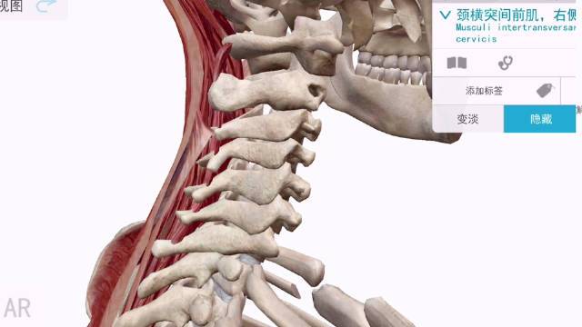 《颈部肌肉功能解剖总结》FSN运动康复苟文强 
