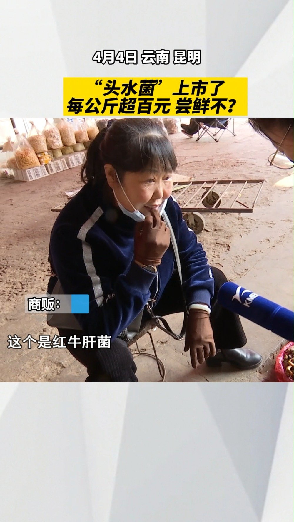 【#云南头水菌上市# 每公斤超百元,尝鲜吗?#云南野生菌# 】4月4日,云南昆明,记者从市