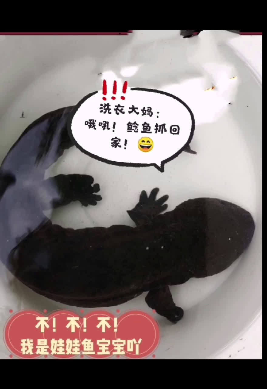 【大妈差点误把娃娃鱼当鲶鱼做菜吃[汗] 】近日,安徽@宣城公安在线 泾县泾川派出所接王大妈