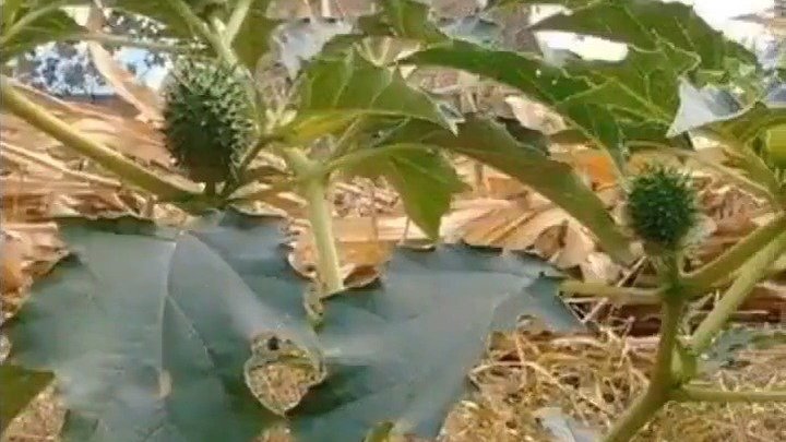 小时候常见却又叫不上名的植物,现在终于知道叫什么了!!!  