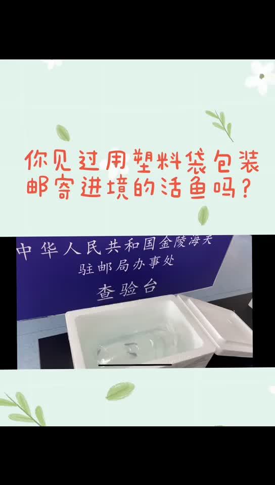 【邮包中的非法“移鱼”】近日,经鉴定,南京海关所属金陵海关此前在进境邮件中查获的活鱼为青鳉