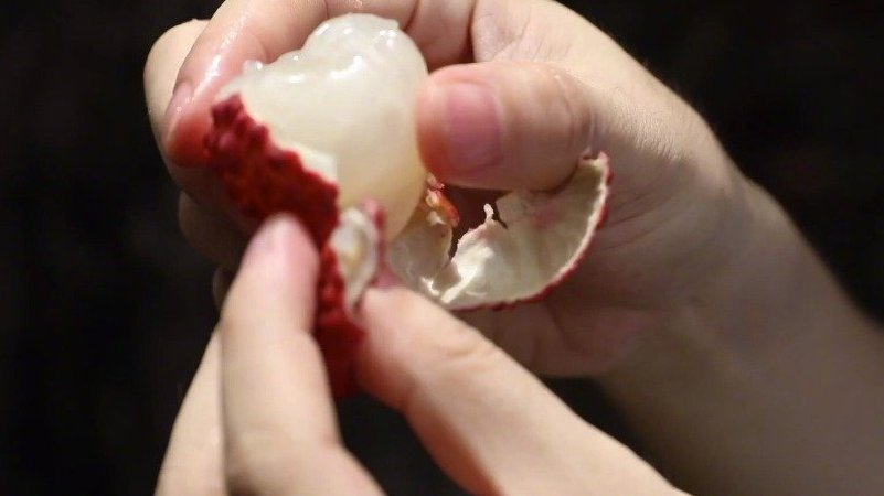 【这个荔博园有110多个荔枝品种】紫娘喜、乌叶舅、犀角子.……你知道这些都是荔枝的品种名称