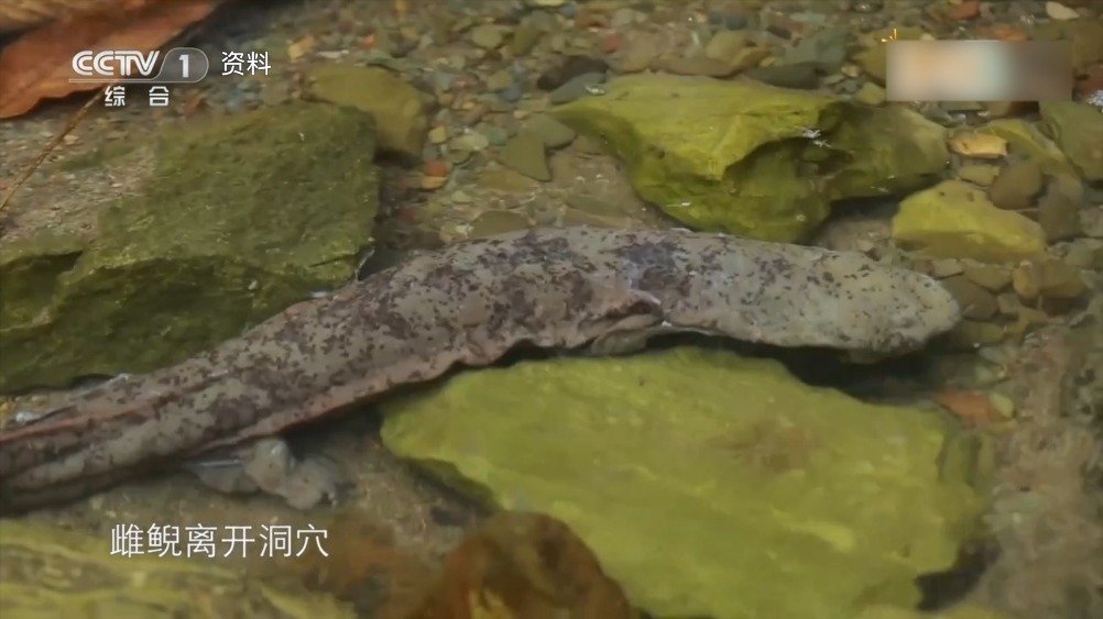 【娃娃鱼是如何进行孵化的?它们带“娃”都有啥分工?戳视频,长知识↓】