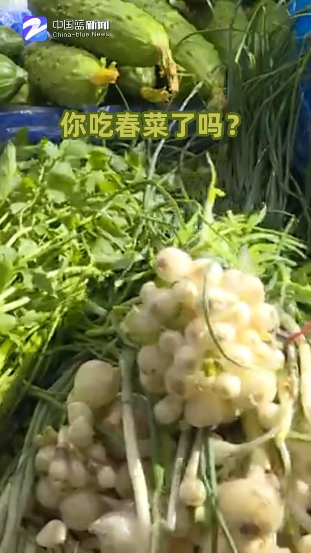 【春菜集中上市价格亲民】随着气温回升,春菜纷纷上市,“吃春”成为了市民品味春天的特有方式。