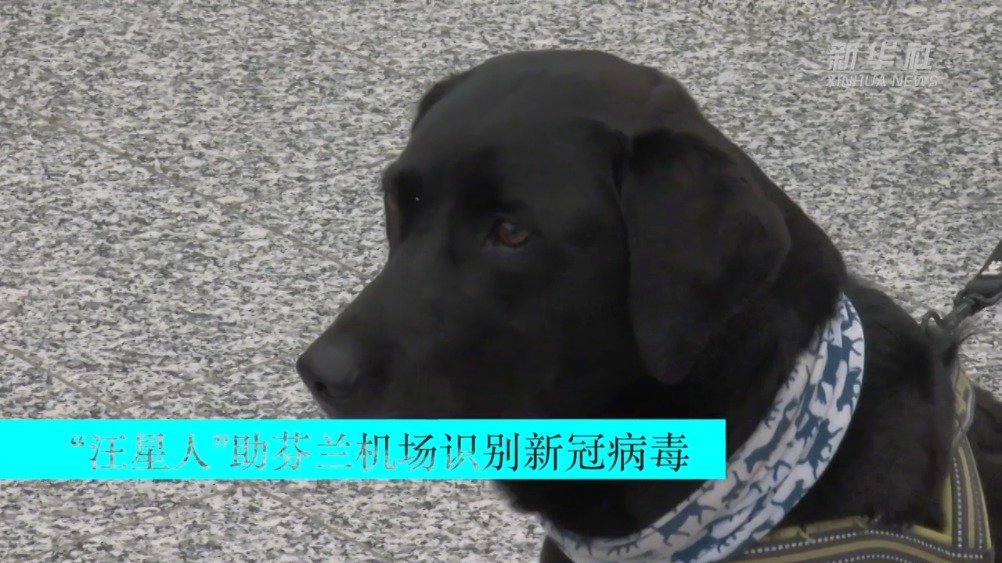 【芬兰机场要派“汪星人”探测新冠病毒】芬兰赫尔辛基万塔国际机场9月22日宣布,将从本周晚些