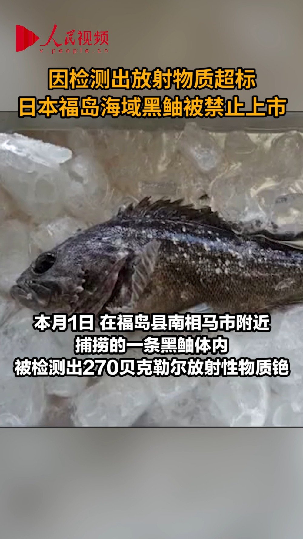 【因放射性物质超标 #日本禁止福岛黑鲉鱼上市#】日本政府19日宣布,因被检测出放射性物质超