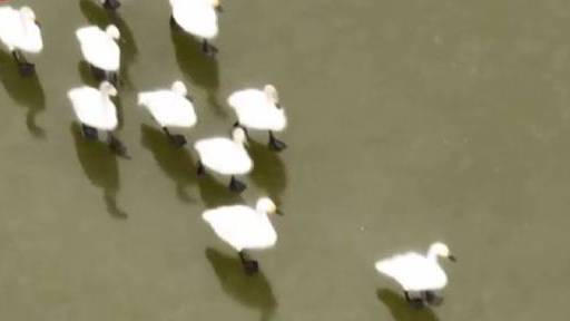 【#白天鹅在承德美成了水墨画#】近日,冰雪消融,万物复苏,河北承德围场迎来了首批迁徙的候鸟