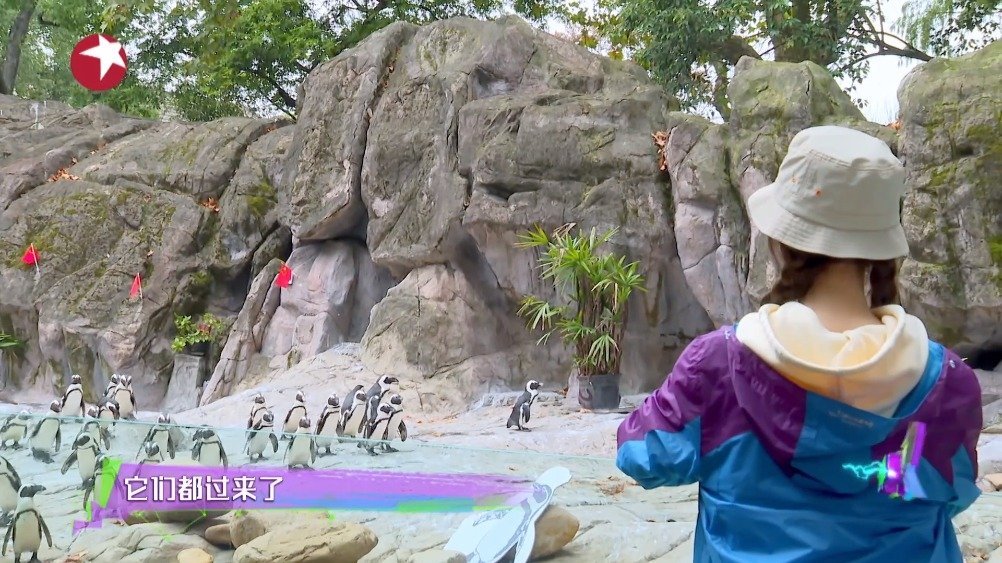 #神奇公司在哪里#@杨超越模仿驴叫召唤企鹅,没想到企鹅真的“听懂了”!这说来就来的神技能,