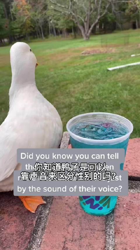 #原来鸭子靠声音就能区分性别#奇怪的知识又增加了......tiktok:The Quac